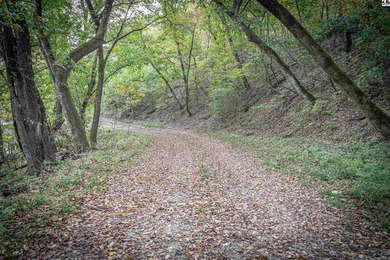 Just outside of Independence, Kansas sits 286+/- acre timber and - photo 13