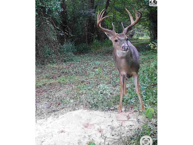 Just outside of Independence, Kansas sits 286+/- acre timber and - photo 41