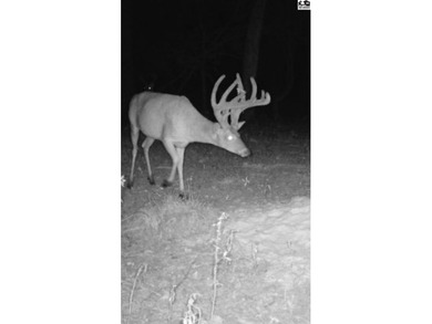 Just outside of Independence, Kansas sits 286+/- acre timber and - photo 44