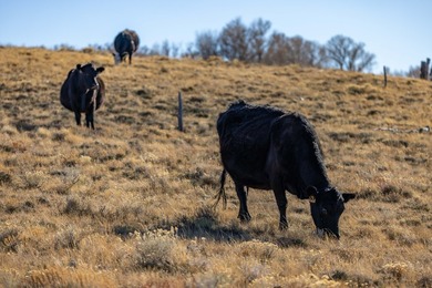 Elk Mountain Ranch consists of 4215 deeded acres and a 640 acre - photo 15
