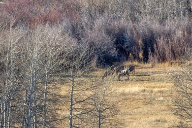 Elk Mountain Ranch consists of 4215 deeded acres and a 640 acre - photo 16