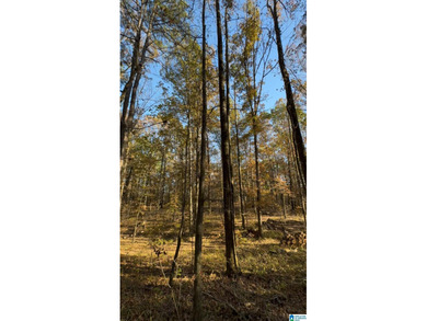 CONTINGENT CONTRACT FEB. 24, 2026. EXTREMELY RARE OPPORTUNITY - - photo 8