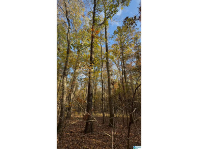 CONTINGENT CONTRACT FEB. 24, 2026. EXTREMELY RARE OPPORTUNITY - - photo 9