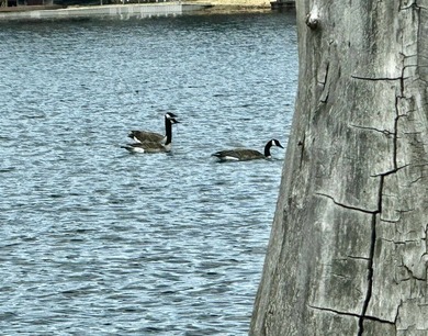 Remember those trips up north to the family cabin, making - photo 18