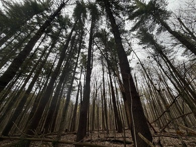 Discover a rare opportunity to own 173+/- acres of diverse - photo 3