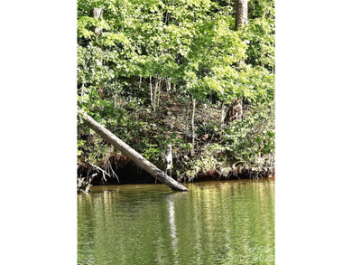 Lakefront wooded Lot with 190 ft of Lake Adger shoreline! New - photo 6