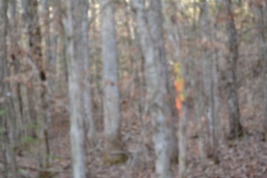 5 AC ON THE CUMBERLAND PLATEAU W/ FRONTAGE ON E. OBEY RIVER SOLD - photo 3