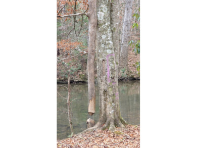 5 AC ON THE CUMBERLAND PLATEAU W/ FRONTAGE ON E. OBEY RIVER SOLD - photo 2
