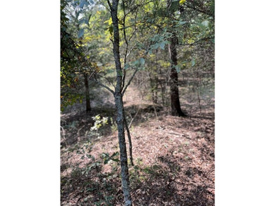 Have you been looking for a remote property with NO neighbors? - photo 42