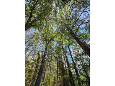 For the first time in decades, this remarkable 231 acre East - photo 37