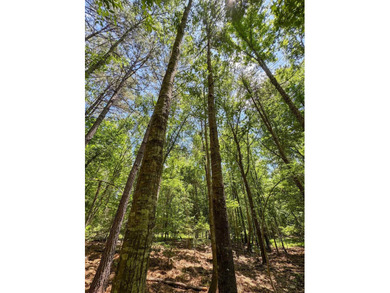 For the first time in decades, this remarkable 231 acre East - photo 41