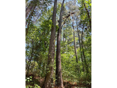 For the first time in decades, this remarkable 231 acre East - photo 48