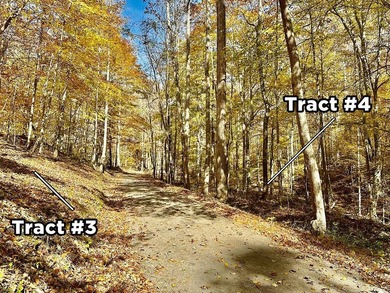 12.34 Acres of wooded hillside with small pond, tall and - photo 12