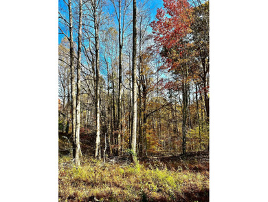 12.34 Acres of wooded hillside with small pond, tall and - photo 13