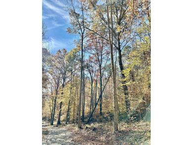 12.34 Acres of wooded hillside with small pond, tall and - photo 14