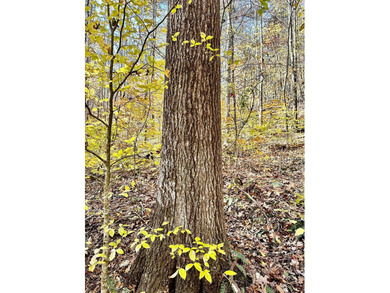 12.34 Acres of wooded hillside with small pond, tall and - photo 17