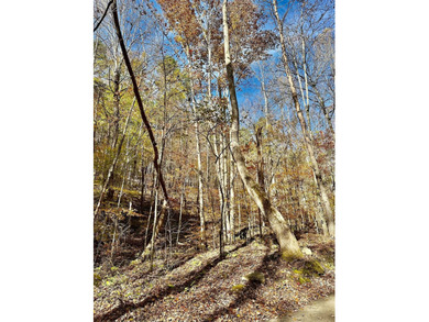 12.34 Acres of wooded hillside with small pond, tall and - photo 18