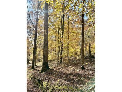 12.34 Acres of wooded hillside with small pond, tall and - photo 20