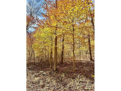 12.34 Acres of wooded hillside with small pond, tall and - photo 25