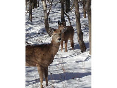 Indian Mountain Lakes Lot For Sale in Albrightsville Pennsylvania