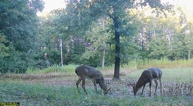 Gorgeous Hunting Retreat in the Missouri Ozarks Near Norfork - photo 22