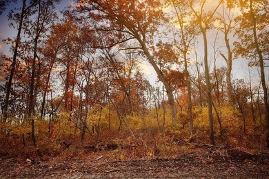 Expansive Wooded Homesite on Pond, just over an Acre in - photo 3