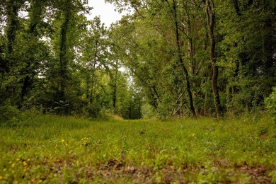 Hunting land for sale in Claiborne County, Mississippi. This - photo 4