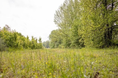 Hunting land for sale in Claiborne County, Mississippi. This - photo 5