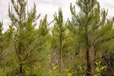 Hunting land for sale in Claiborne County, Mississippi. This - photo 8