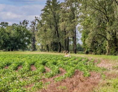 Duck Island is a 1,586 acre hunting and fishing oasis surrounded - photo 29