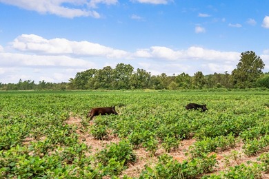 Duck Island is a 1,586 acre hunting and fishing oasis surrounded - photo 40