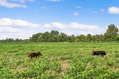 Duck Island is a 1,586 acre hunting and fishing oasis surrounded - photo 41
