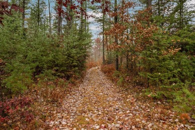 Absolute serene paradise for the outdoor enthusiasts!! 64 acres - photo 9