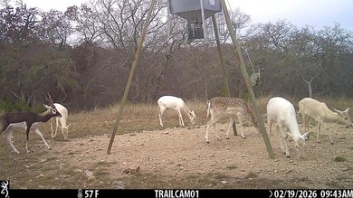Set on 22.45 wildlife-exempt AC in the heart of the Hill Country - photo 12