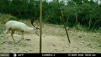 Set on 22.45 wildlife-exempt AC in the heart of the Hill Country - photo 14