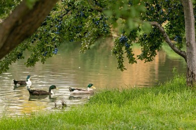 Discover 77 acres in the magical Hagerman Snake River Valley - photo 38