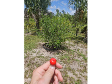 5 acres of high and dry, impacted land. With over 300 manicured - photo 8