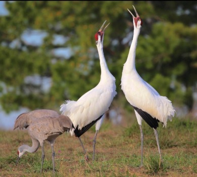 (private lake, pond, creek) Lot For Sale in Rockport Texas