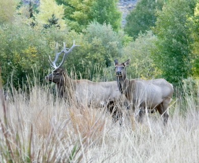 Located in the heart of Idaho, this remarkable 1,480-acre ranch - photo 13