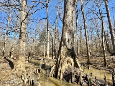 +/- 438 acre hardwood timber river bottom hunting tract in - photo 8