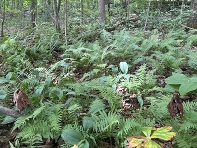 A very level Lot with rock ledge and boulder features at the - photo 5