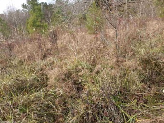 Lake Acreage For Sale in Glenwood, Arkansas
