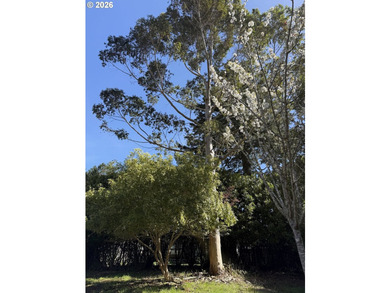 LEVEL HALF-ACRE NEAR HARRIS BEACH - BUILD-READY WITH ROOM TO - photo 24