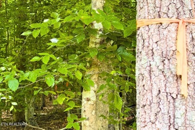 RARE Norris Lake waterfront opportunity! This 0.66-acre - photo 18