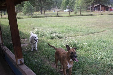 A pet boarding business with a home on 6.7 acres close to Angel - photo 13