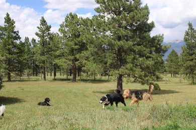 A pet boarding business with a home on 6.7 acres close to Angel - photo 32