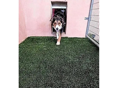 A pet boarding business with a home on 6.7 acres close to Angel - photo 33