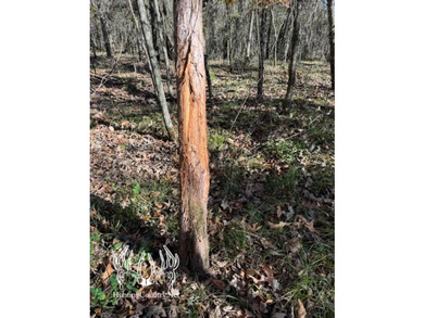 This Southeastern Oklahoma Ranch on the Little River offers a - photo 3
