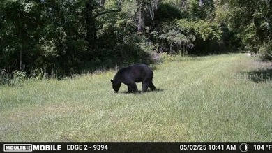 One of a Kind Paynes Prairie Ranch Property is being made - photo 10