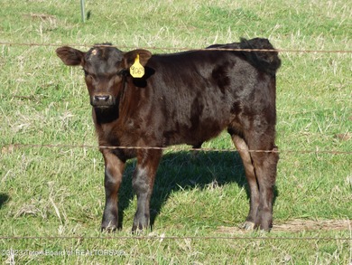 The 2,238 deeded acre ranch is located about 8 miles NW of - photo 47